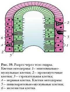 Товары из даркнета