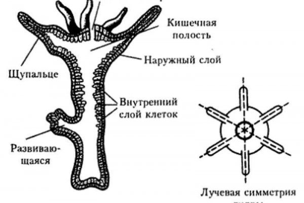 Что можно купить на даркнете